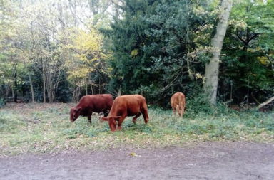 cattle in forest
