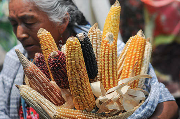 Mexican maize
