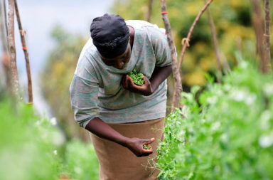 Kenyan woman farmer