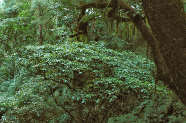 Indian rainforest