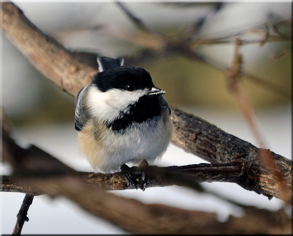 chickadee