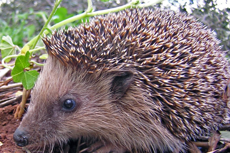 young hedgehog