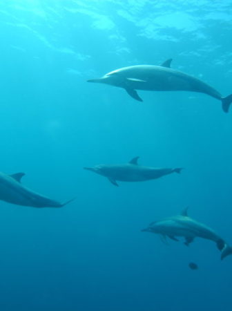 bottlenose dolphins