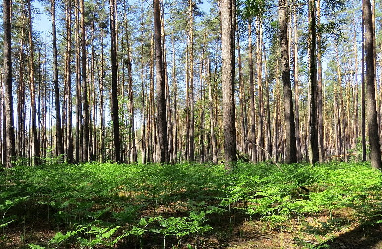Pine forest in Ukraine