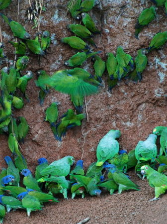 Parrots at Yasuni National Park