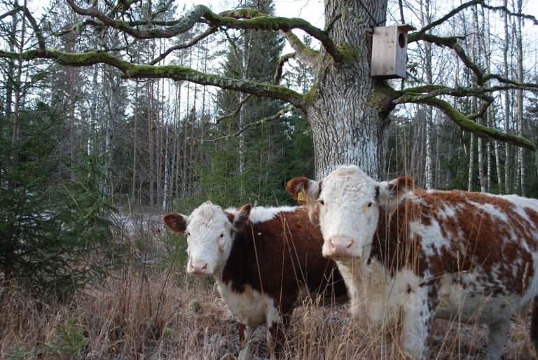 cows in restored grassland