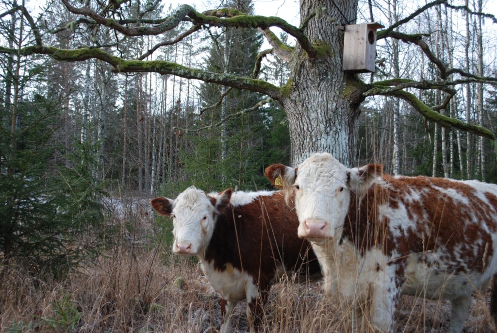 cows on restored grassland