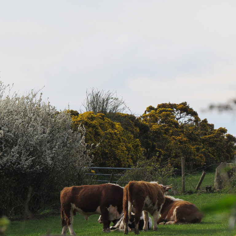 Welsh cattle
