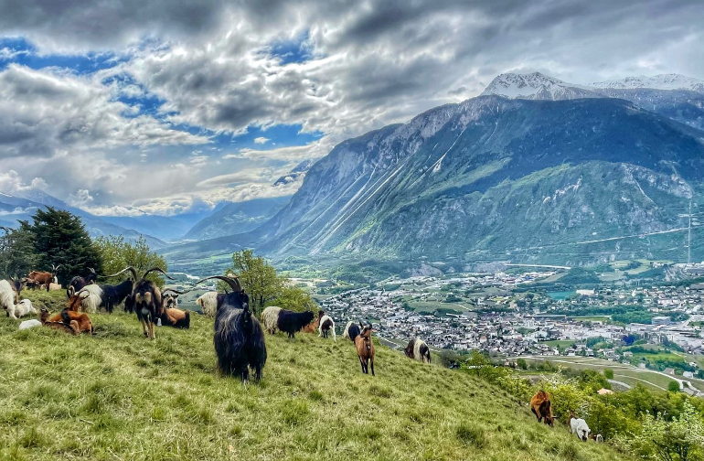 mountain shepherding