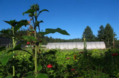 Brookside School Farm