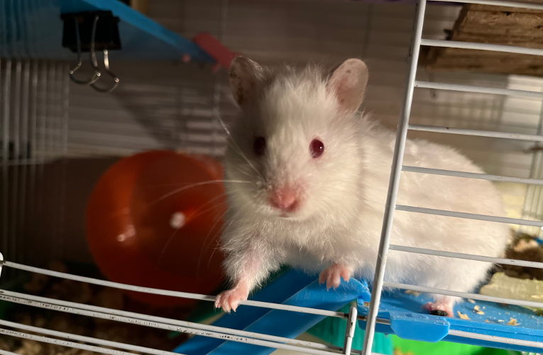 hamster