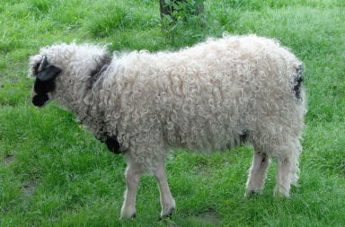 Lika sheep