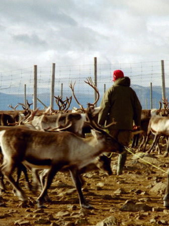 Reindeer herding