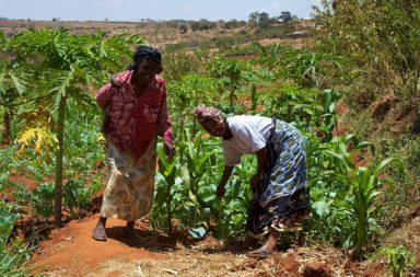 Women smallholder farmers