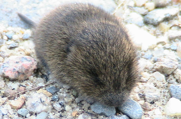 Baby meadow vole