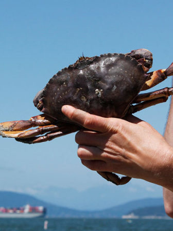 Foraged wild crab