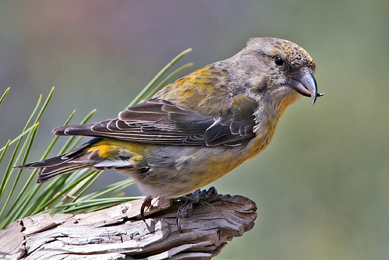 Red Crossbill