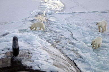 Arctic polar bears