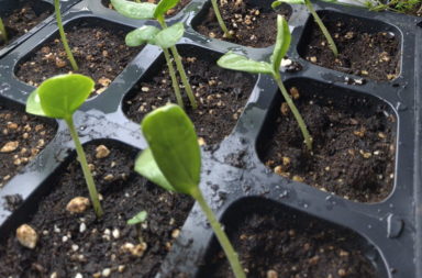 seedlings