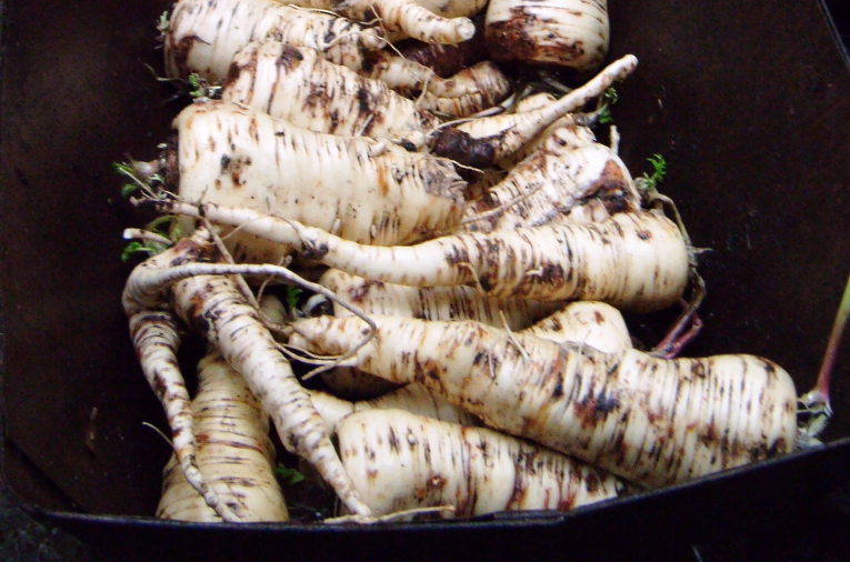 parsnips