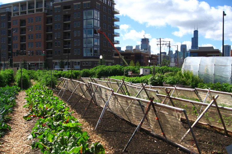 urban farm in Chicago