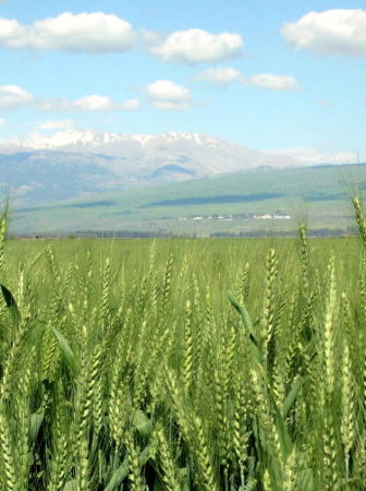 semi-dwarf wheat