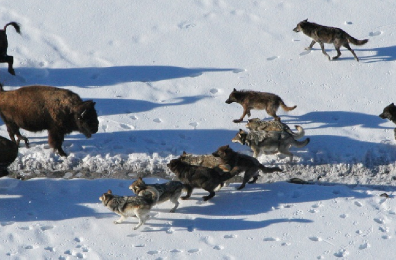 Wolves preying on bison