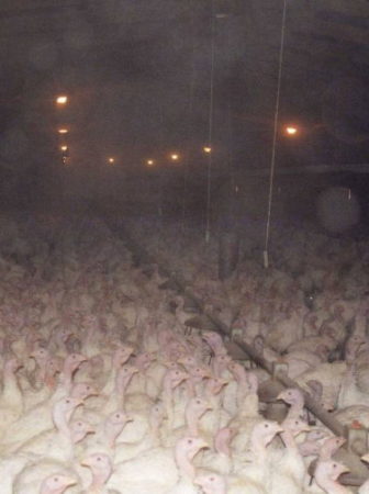 factory turkeys