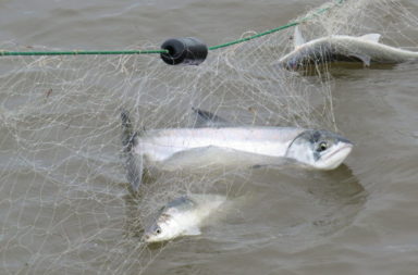 Salmon in net