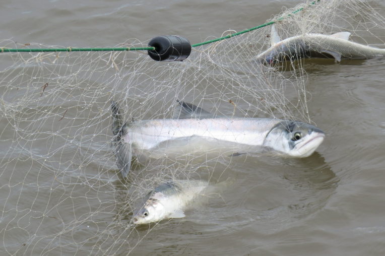 Salmon in net