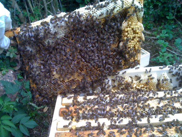 Bee hive (used with permission of Brian Kaller)