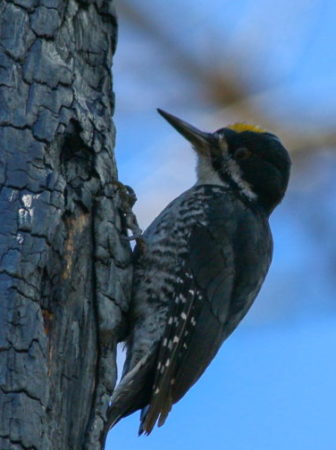 blackbacked woodpecker