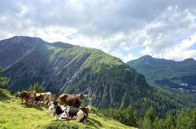Swiss Brown cows