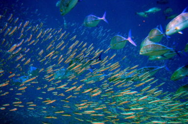 fishery population dynamics