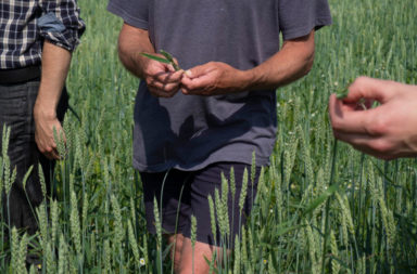 wheat field