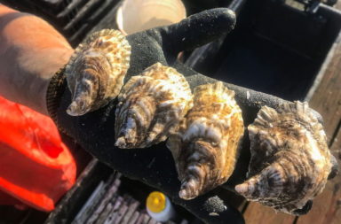 oyster farming