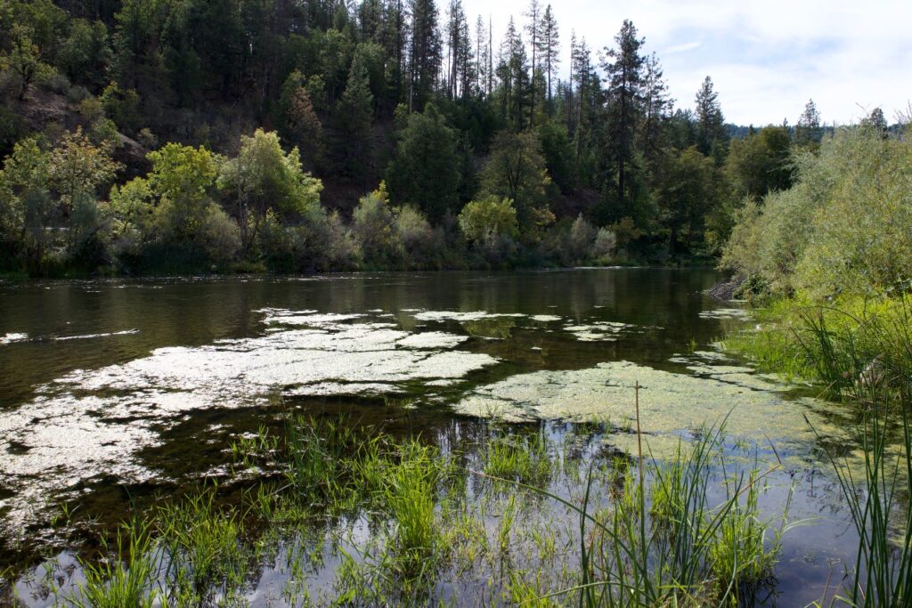 Clumps of algae floating on the river surface.