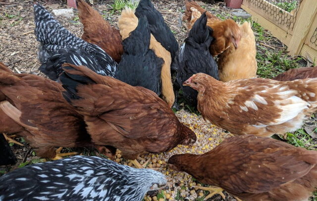 Heritage chickens