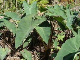 taro plants