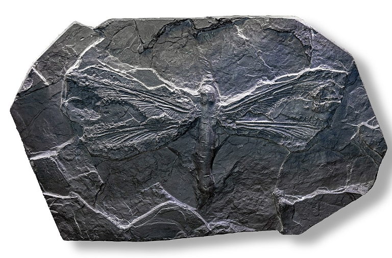 Carboniferous giant dragonfly fossil