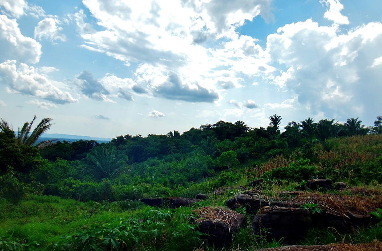 agroecological cacao plantation