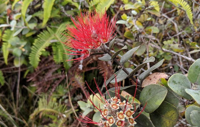 Red Pua Lehua (ʻOhiʻa blossom