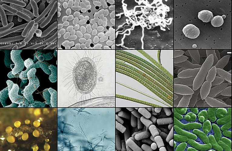 bacteria collage