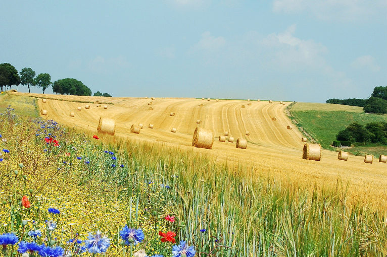 regenerative agriculture field in Belgium
