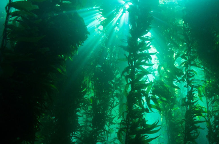 kelp forest