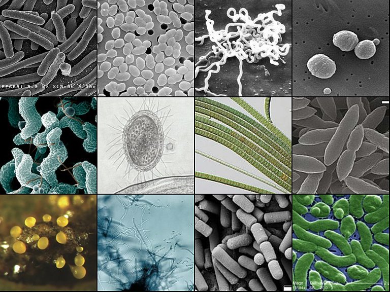 Collage of Bacteria