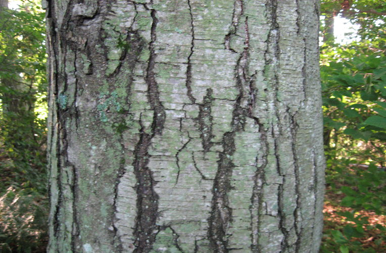 Black birch tree