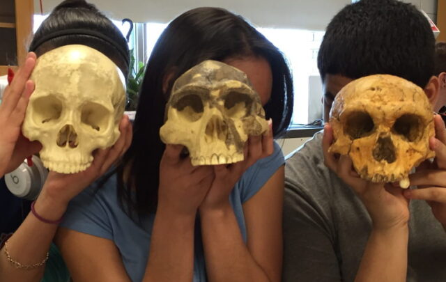 Skulls of Homo species