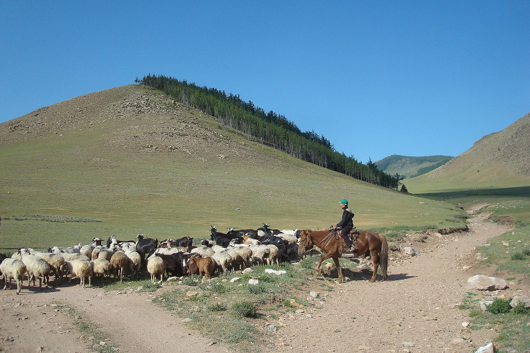 Mongolian pastorialists