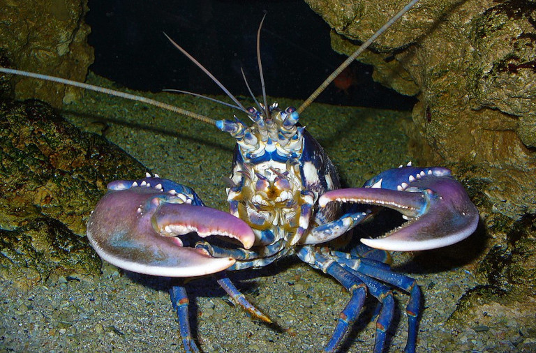 European lobster